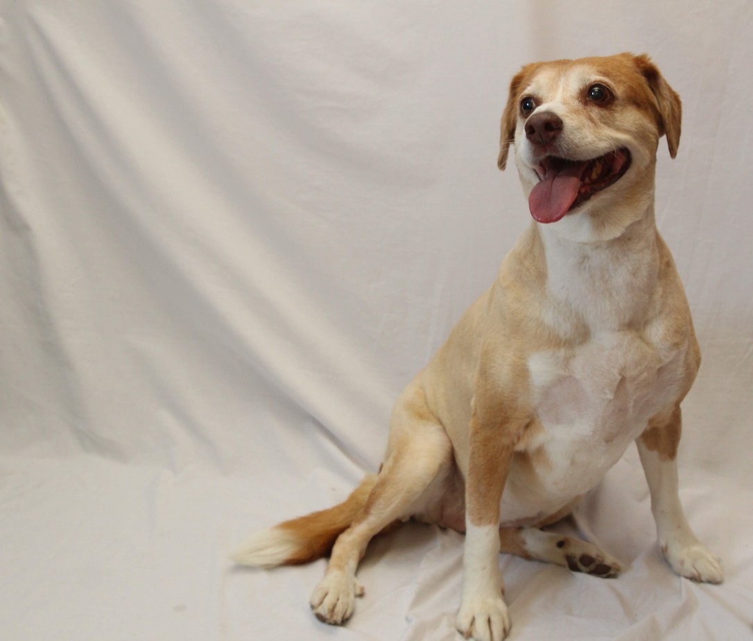 hilliard-employe-pet_wahya_leah-grubb_aug2019-64