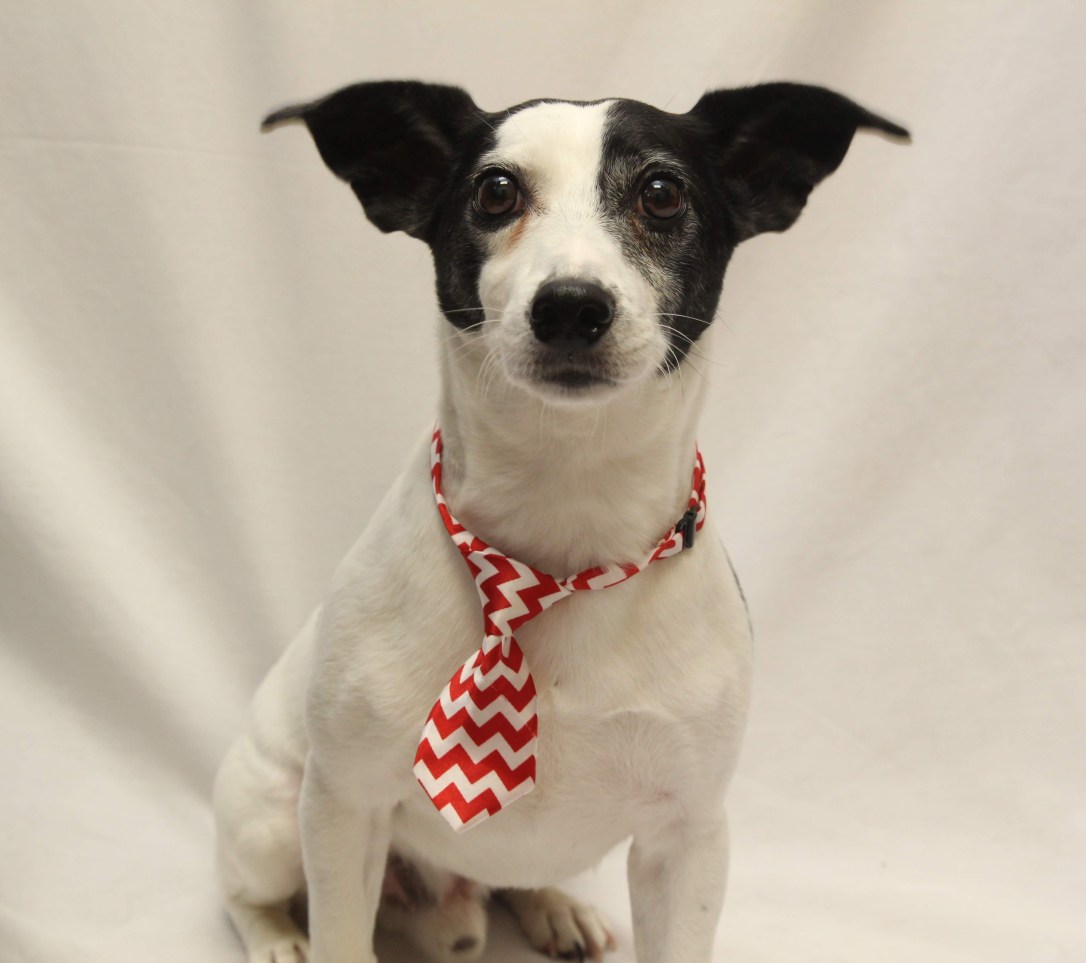 hilliard_employee-pet_-thor_dog_yasmine-sediqe-41