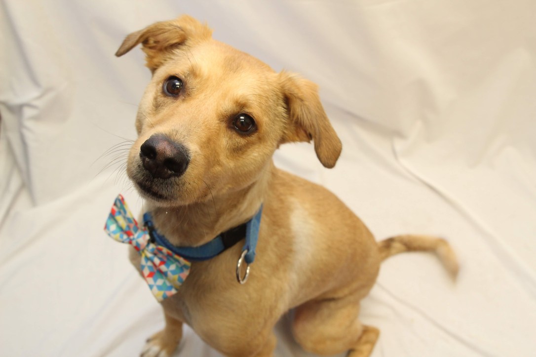 hilliard_employee-pet_blaze_kayla-woolsey-25