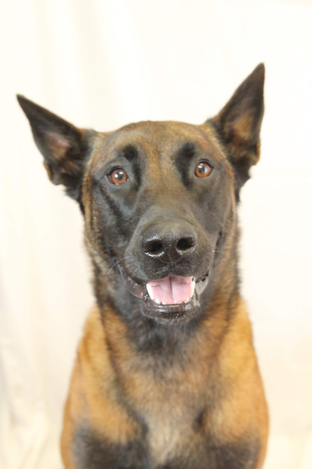 hilliard_employee-pet_charlie_belgian-malinois-_amanda-maugans_8-6