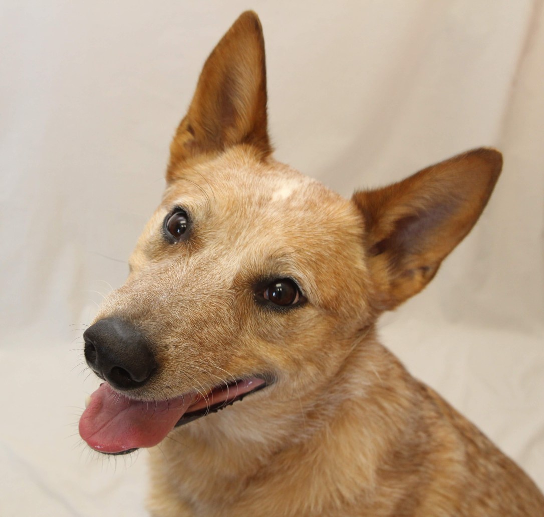 hilliard_employee-pet_derver_danielle-mcintire-42