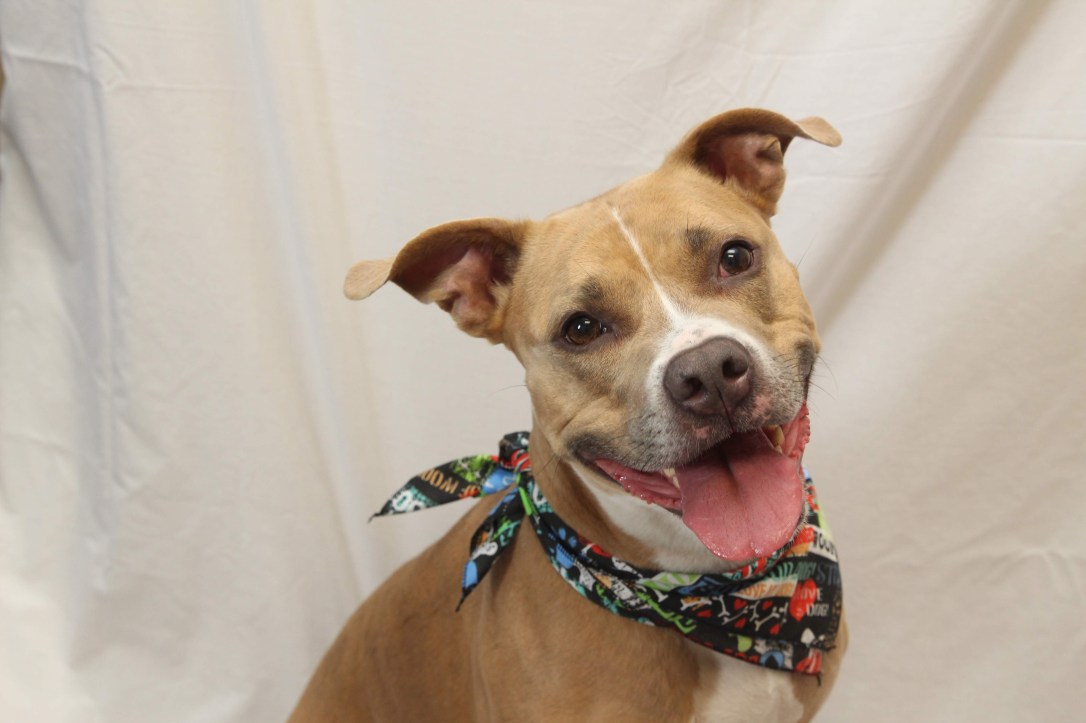 hilliard_employee-pet_elsa_dog_hannah-maggard_8.7-3