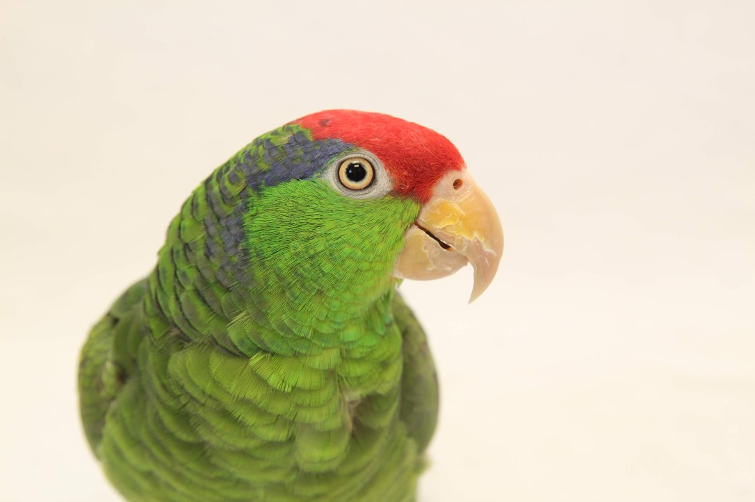 hilliard_employee-pet_flynn_bird_keyla-delgado-147