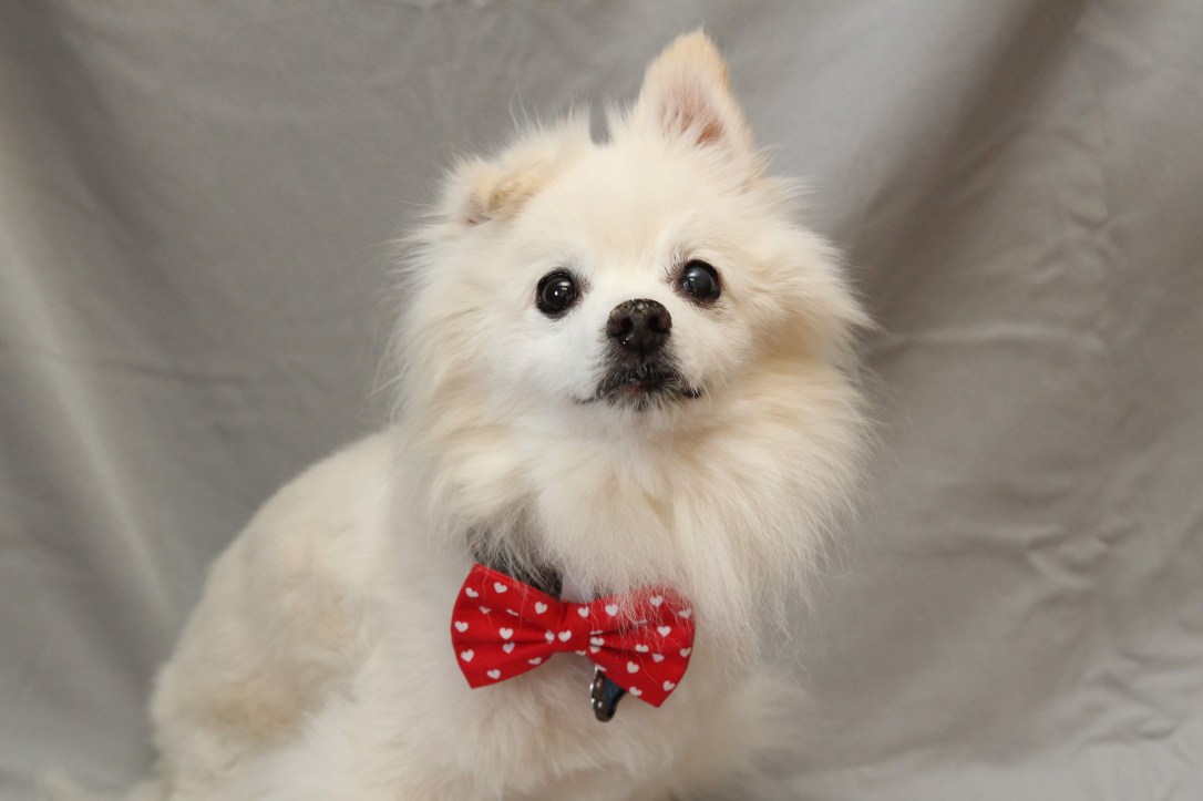 hilliard_employee-pet_luka_amanda-maugans_8.7-69