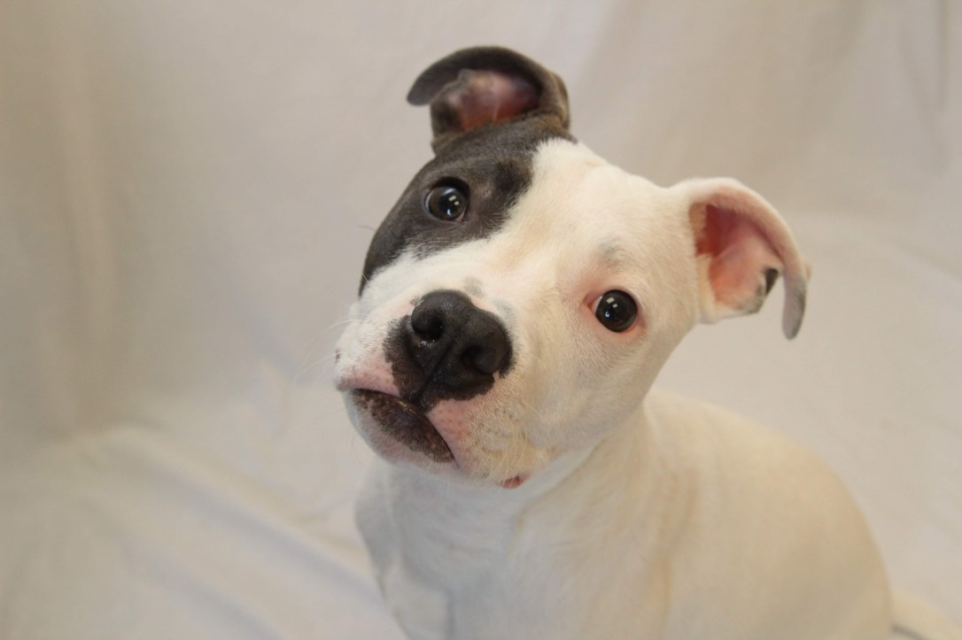 hilliard_employee-pet_ollie_danielle-mcintire-34-1