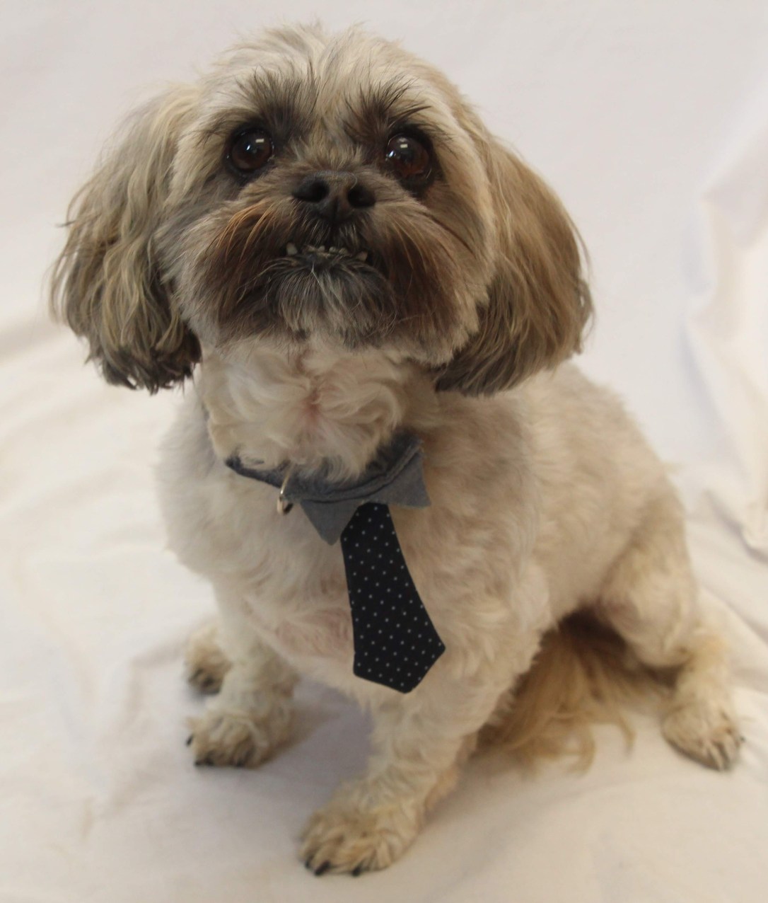 hilliard_employee-pet_ozzy_jen-hipp-15