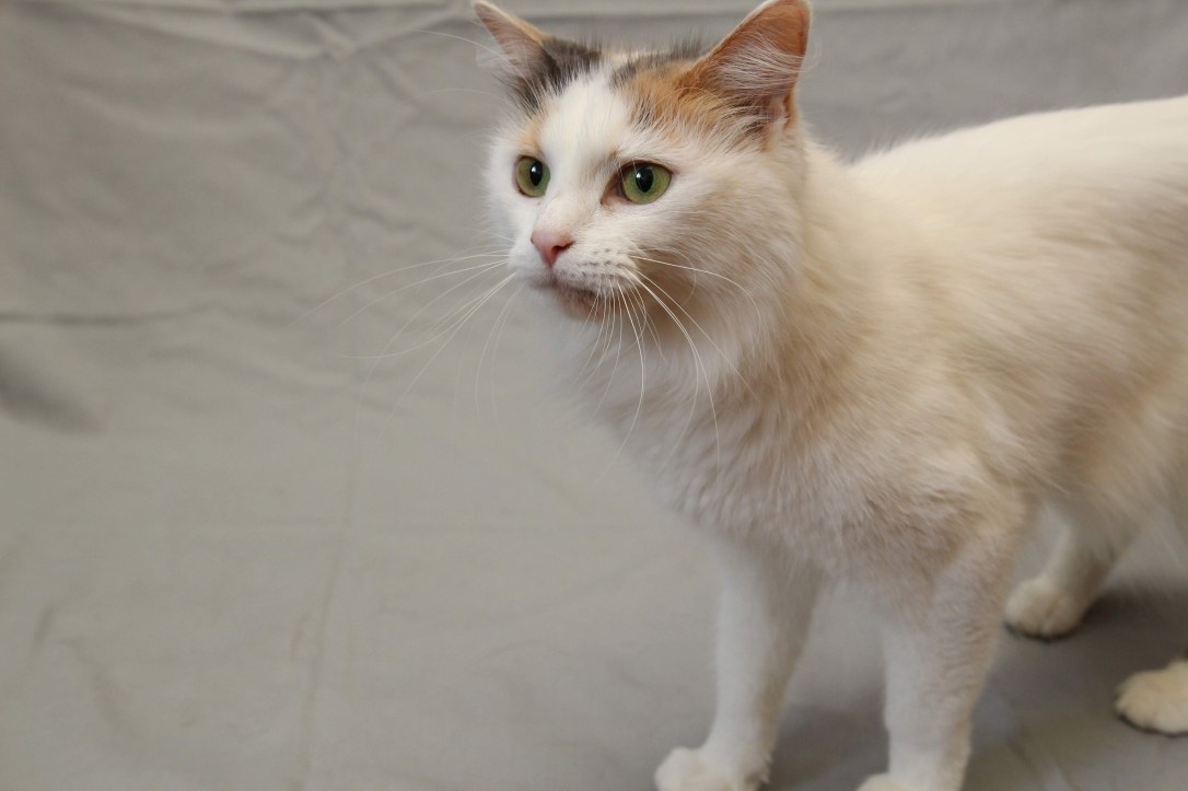 hilliard_employee-pet_ruby_cat_karinda-ratcliff-81