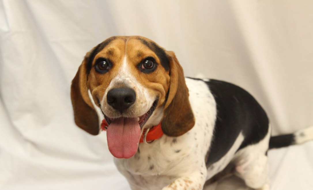 hilliard_employee-pet_scout_beagle_lizzy-boisel_8-9