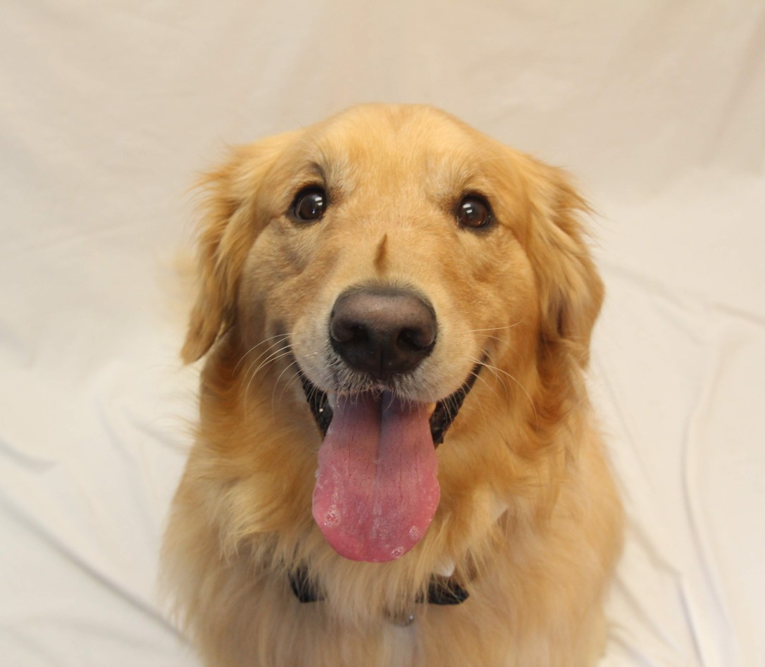 hilliard_employee-pet_stuart_golden_renae-hamirck-60