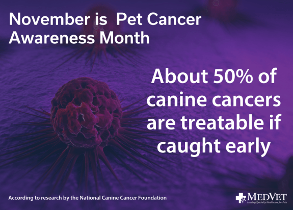 About 50 of canine cancers are treatable if caught early