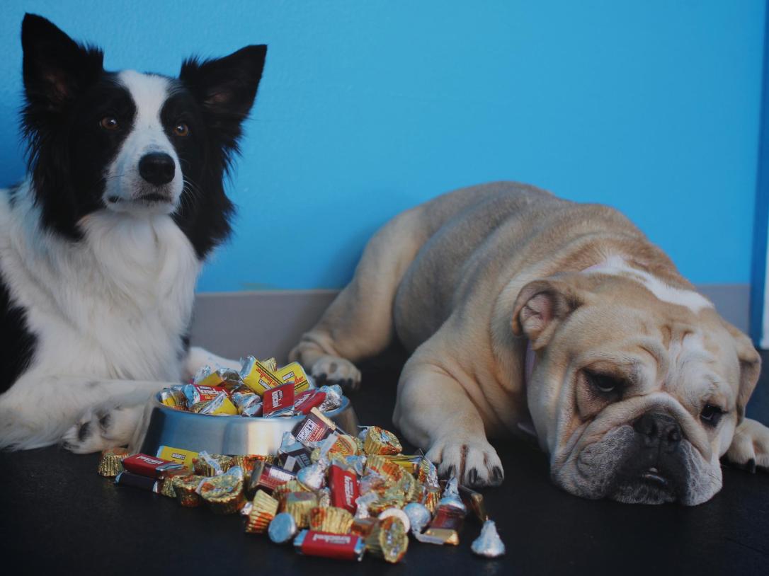 chocolate halloween holiday dogs.jpg