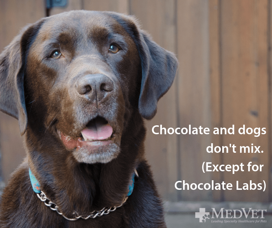 chocolate mixes only in labs (1).png