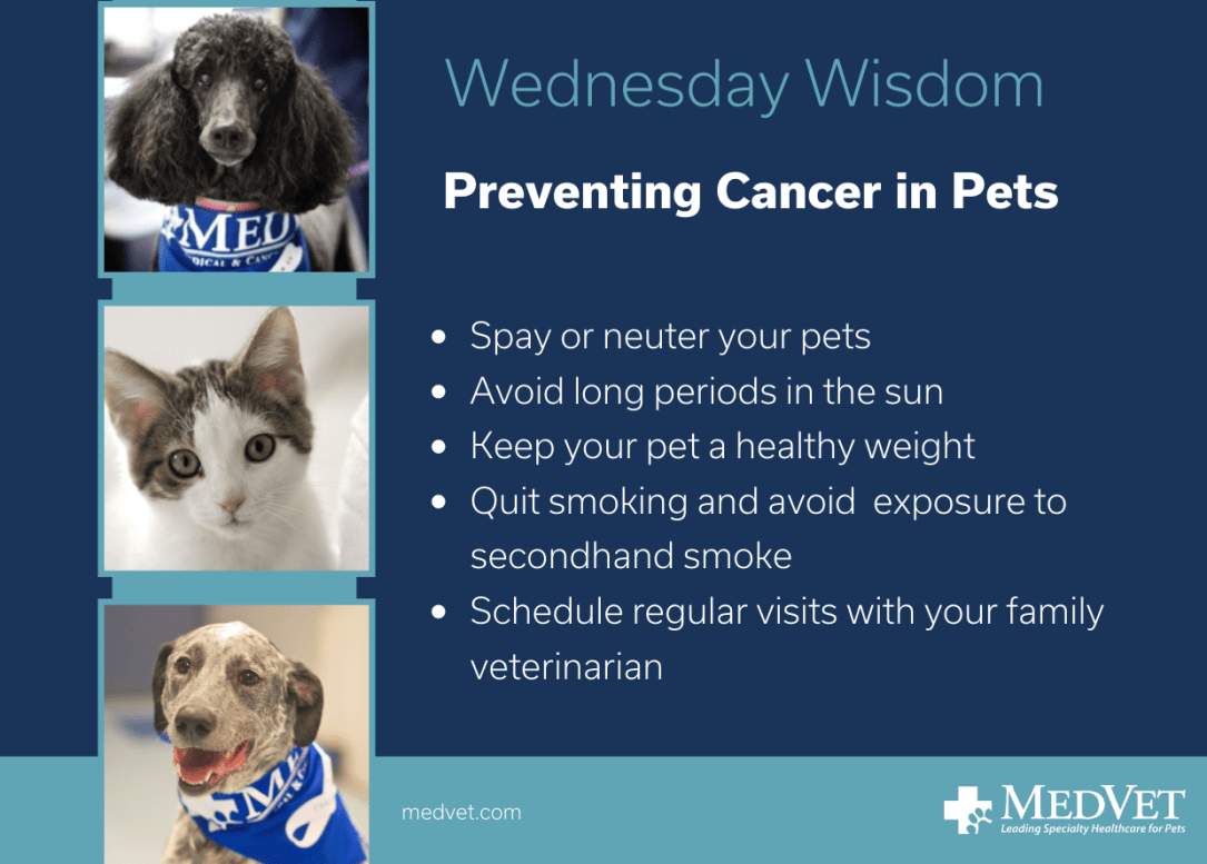 Preventing Cancer in Pets