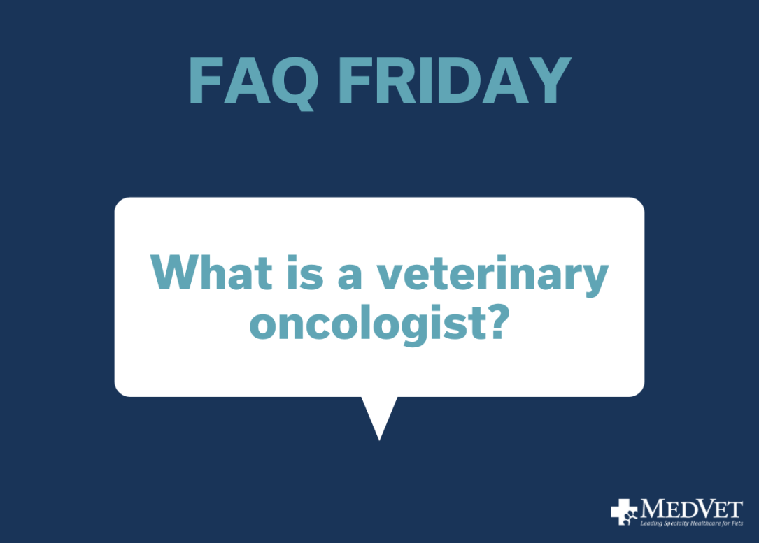 What is a veterinary oncologist